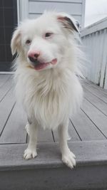 Close-up portrait of white dog