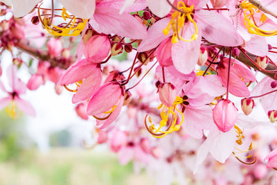 Close-up of pink cherry blossoms