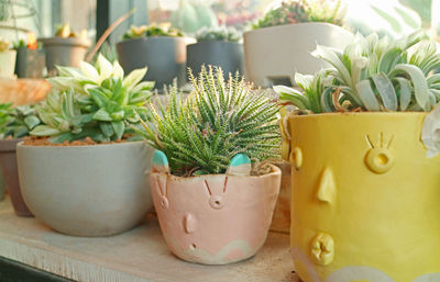 Close-up of potted plants on table