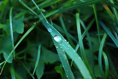 Close-up of insect on grass