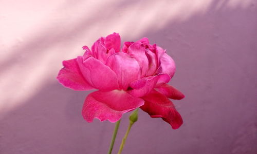 Close-up of pink rose