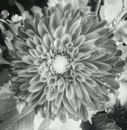 Close-up of dahlia blooming outdoors