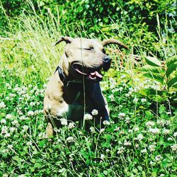 Dog on field