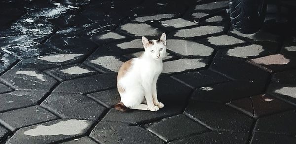 High angle portrait of cat sitting outdoors