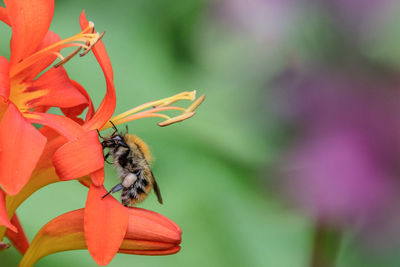 Close-up of bee on red flower