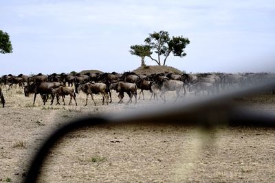 View of horse on field against sky