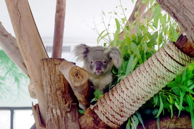 koala