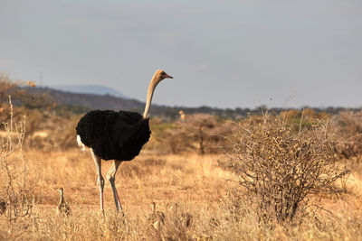 Male somali ostrich with chickens