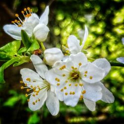 Close-up of white flowers