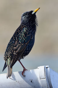 Portrait of a common starling perching on a gutter