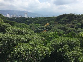 Plants and trees against sky