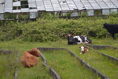 Cows standing in field