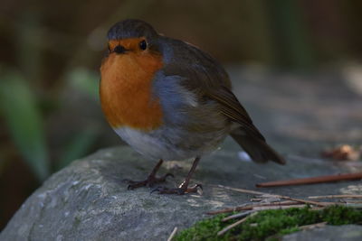 Close-up of bird perching on wood