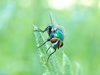 Close-up of a gold fly perched on a leaf