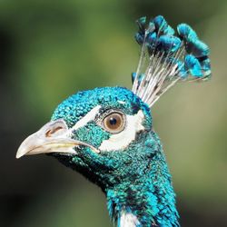 Close-up of peacock