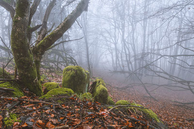 Trees in forest during foggy weather