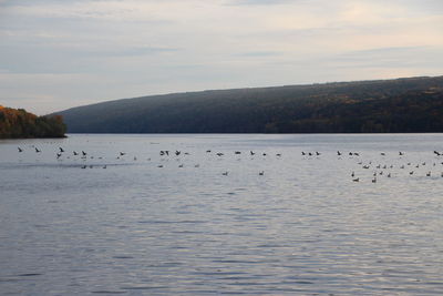 Birds swimming in lake against sky