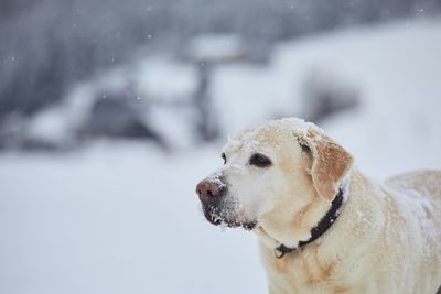 Dog looking away on snow