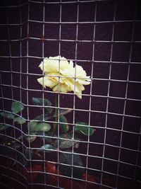 Close-up of yellow rose blooming outdoors