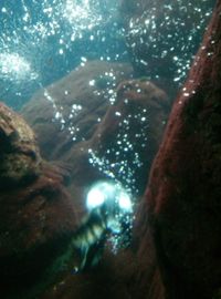 Low angle view of jellyfish swimming underwater