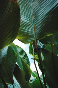 Low angle view of a tree