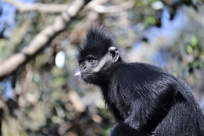 Close-up of a monkey