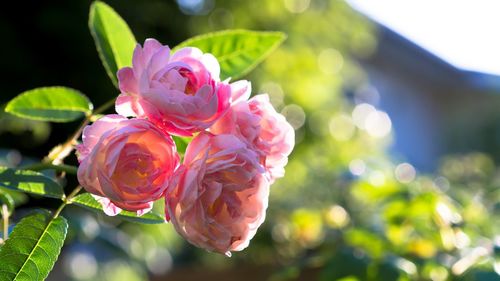 Close-up of pink rose blooming outdoors