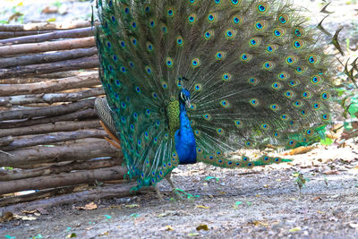 Close-up of peacock on field