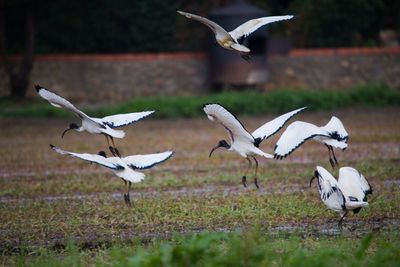 Seagulls flying over a land