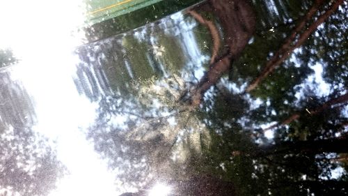 Low angle view of trees in forest against sky