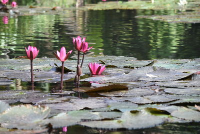 Close-up of lotus water lily in pond