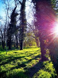 View of trees in sunlight