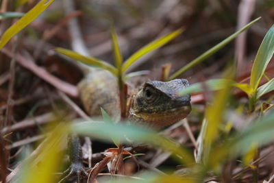 Close-up of frog on plant