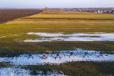 Birds on field