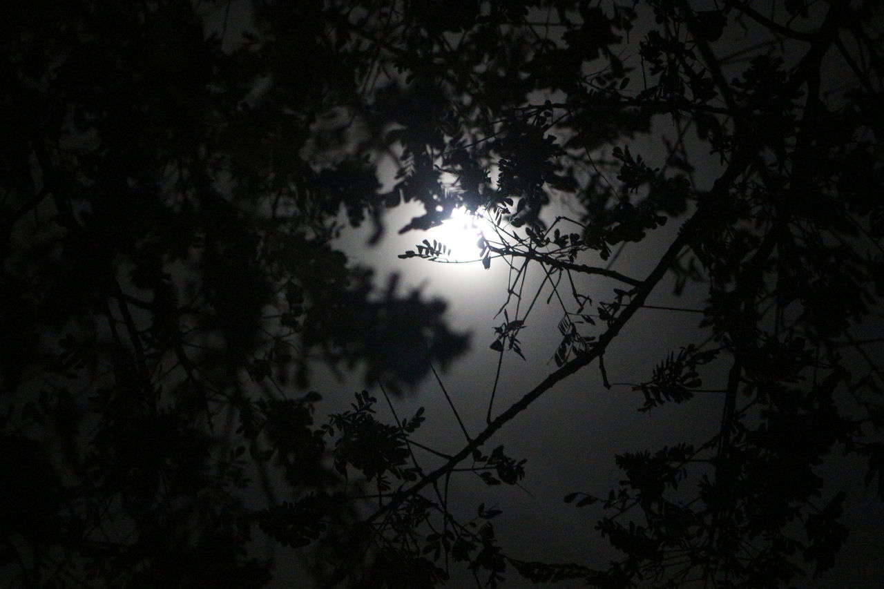 Full moon above tree