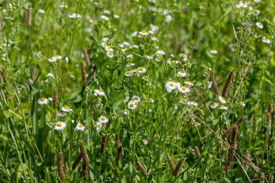 Close-up of flowering plants on field