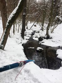 Trees in snow