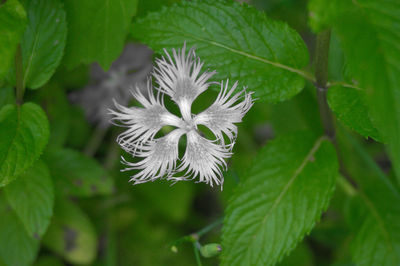 Close-up of white flowering plant
