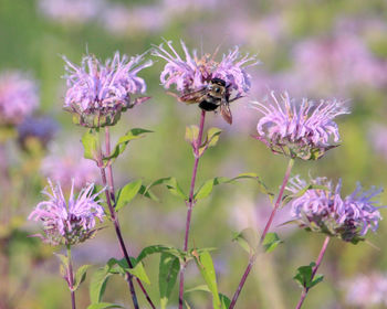 Close-up of bee pollinating on purple flower