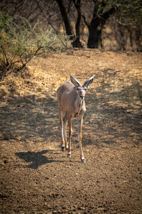 Female greater kudu walks down bare slope