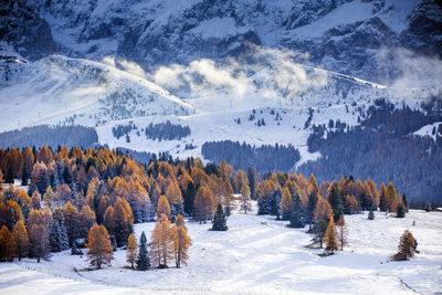 Scenic view of pine trees on snow covered landscape