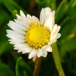 Close-up of white flower