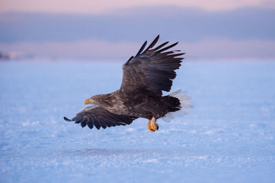 Bird flying over the sea