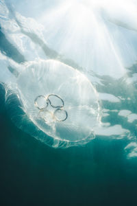 View of jellyfish swimming in sea