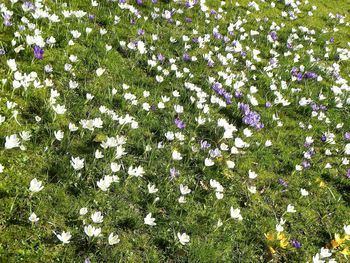 Full frame shot of flowers blooming in field