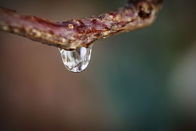 Close-up of water drop on leaf