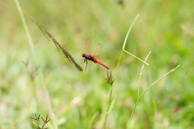 Close-up of insect on flower