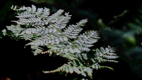 Close-up of leaves on tree
