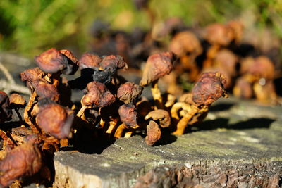 Close-up of meat on barbecue grill