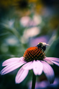 Close-up of insect pollinating flower